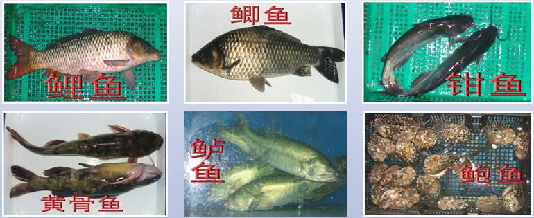 供應水產類質量標準演示圖